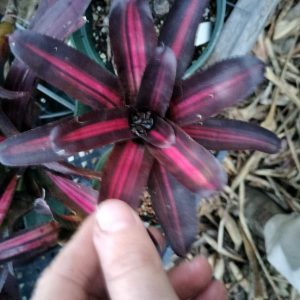 Neoregelia Star Blast
