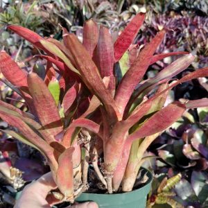 Neoregelia Twizzler