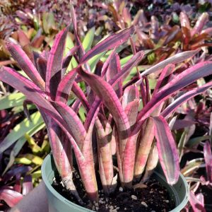 Neoregelia Star Fire