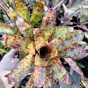 Neoregelia Razzy