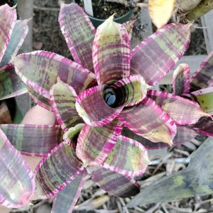 Neoregelia Wild Dynamo