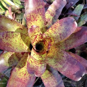Neoregelia Tiger Blood