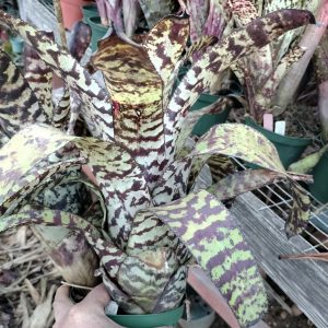 Canmea (Aechmea White Knight x Canmea Nani Ko'olau)