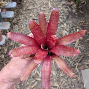 Neoregelia Twizzler