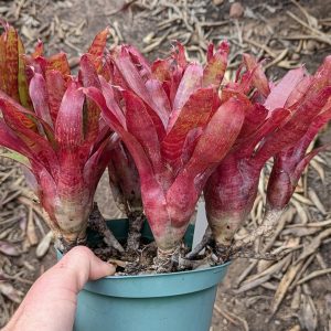 Neoregelia Twizzler
