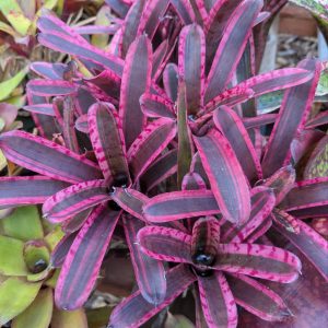 Neoregelia Star Fire