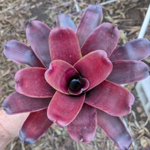 Neoregelia Redbird x Fireball