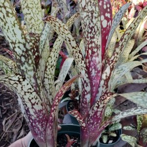 Billbergia Groovy