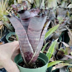 Neoregelia dungsiana x Giant clone 1