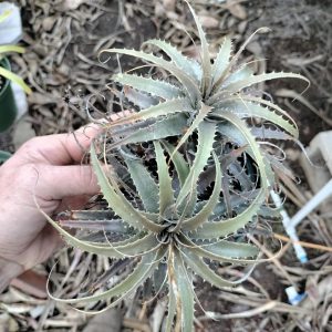 Deuterocohnia species Lithophytic