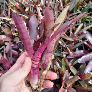 Neoregelia rubrifolia