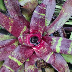 Neoregelia Gator