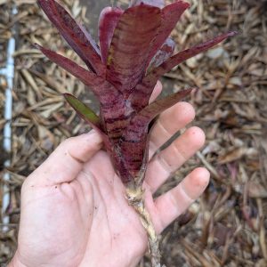 Neoregelia rubrifolia