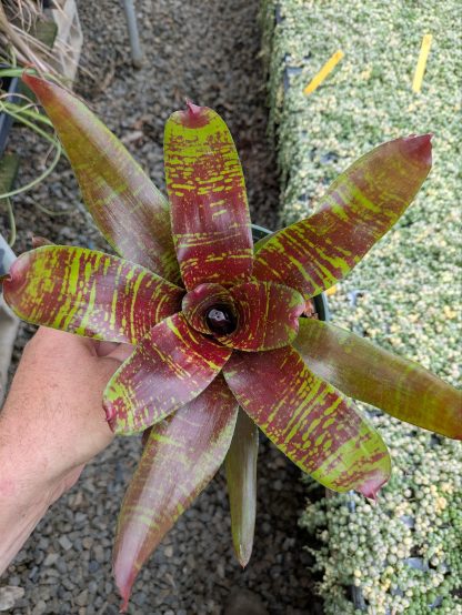 Neoregelia Maestra Vida