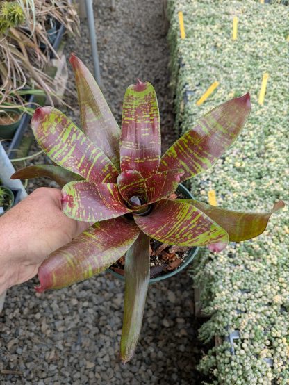 Neoregelia Maestra Vida - Image 4