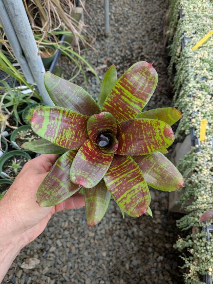 Neoregelia Maestra Vida - Image 2