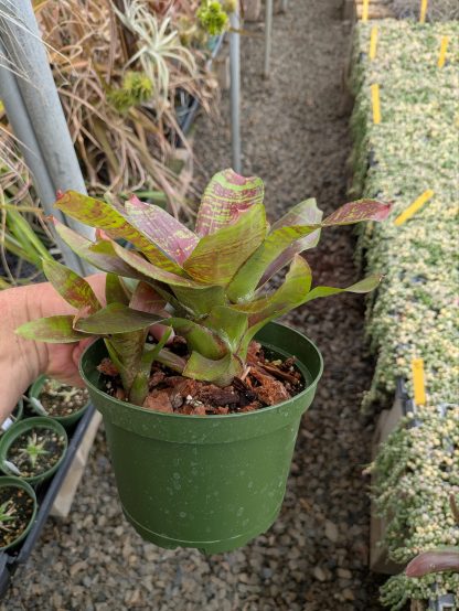 Neoregelia Maestra Vida - Image 3