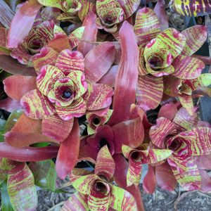 Neoregelia Maestra Vida