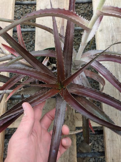 Orthophytum species nova - red, narrow leaf