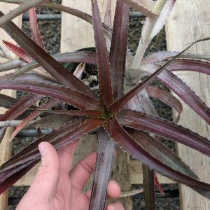 Orthophytum species nova - red, narrow leaf
