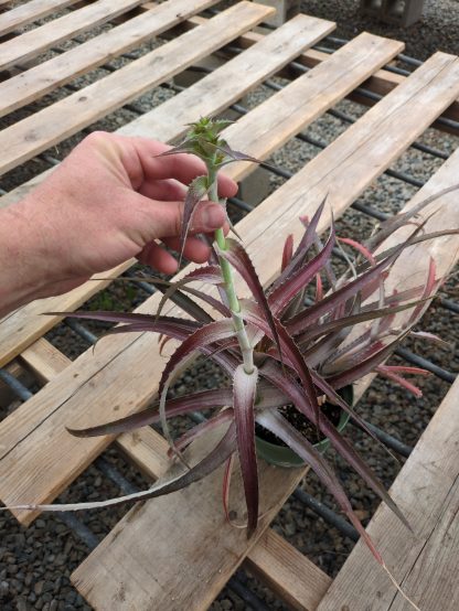 Orthophytum species nova - red, narrow leaf - Image 2