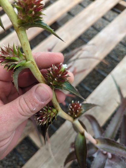 Orthophytum species nova - red, narrow leaf - Image 4