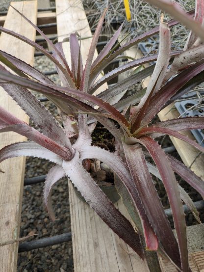 Orthophytum species nova - red, narrow leaf - Image 5