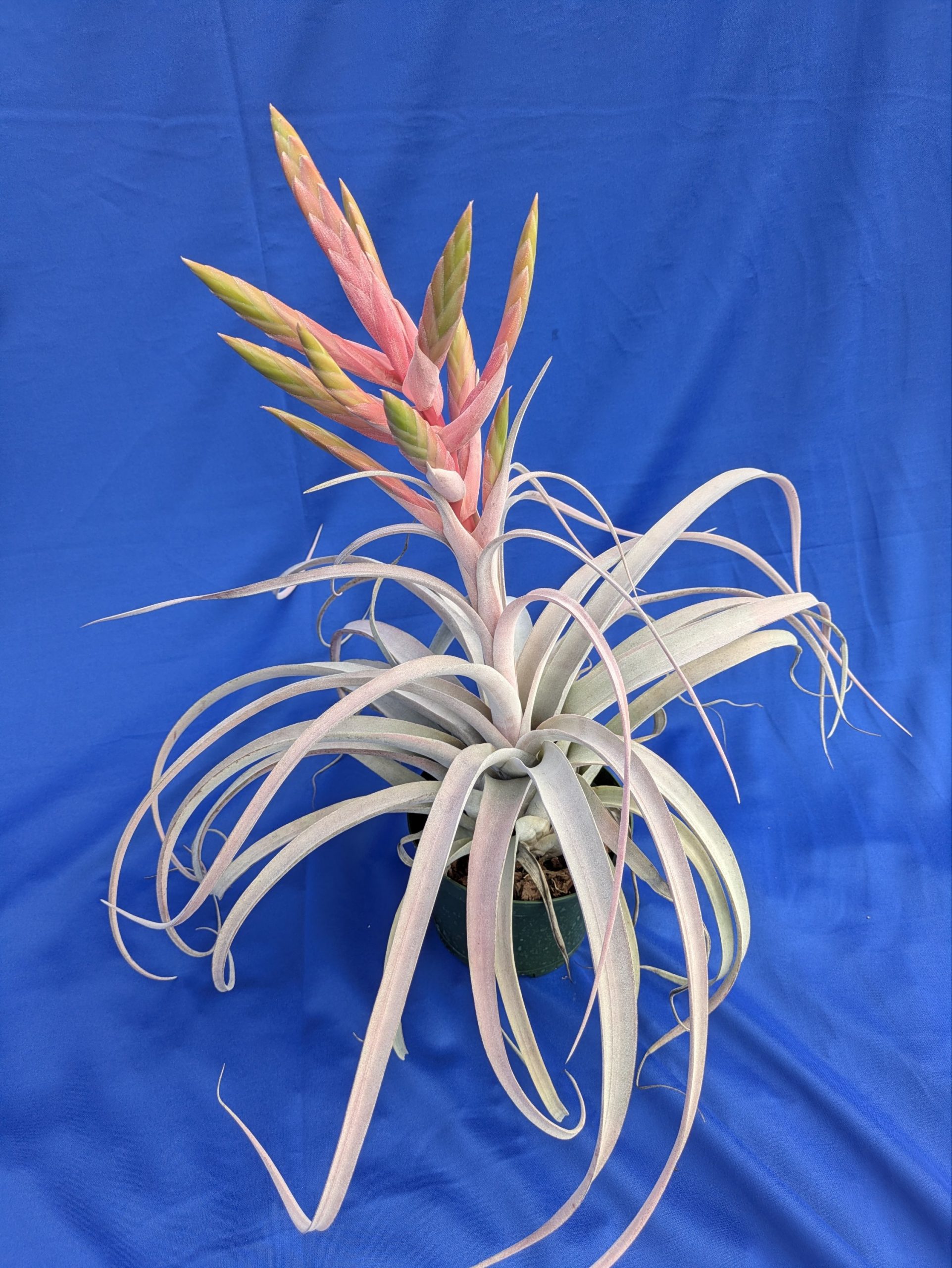 Tillandsia Silverado - Image 3