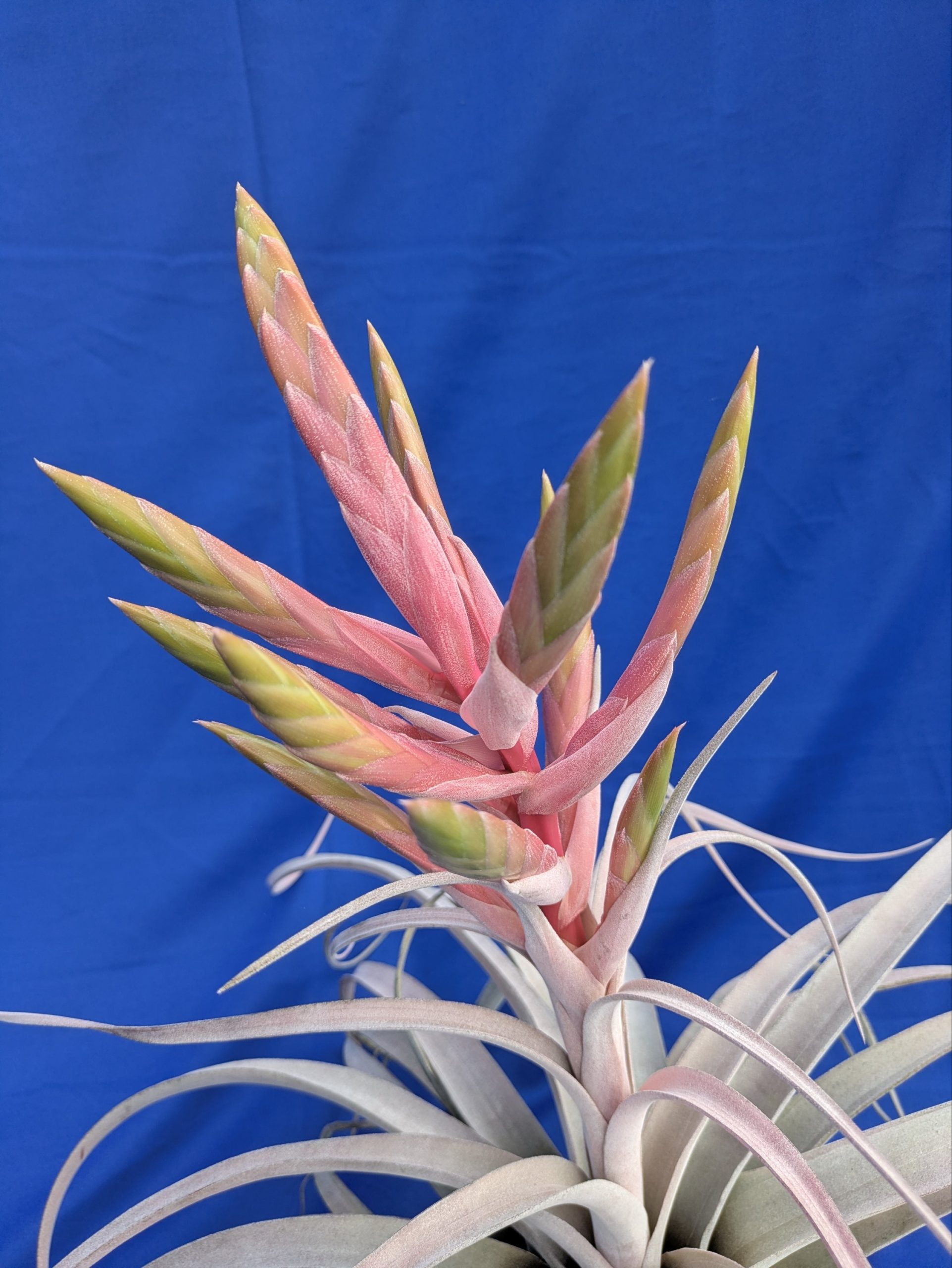 Tillandsia Silverado - Image 2