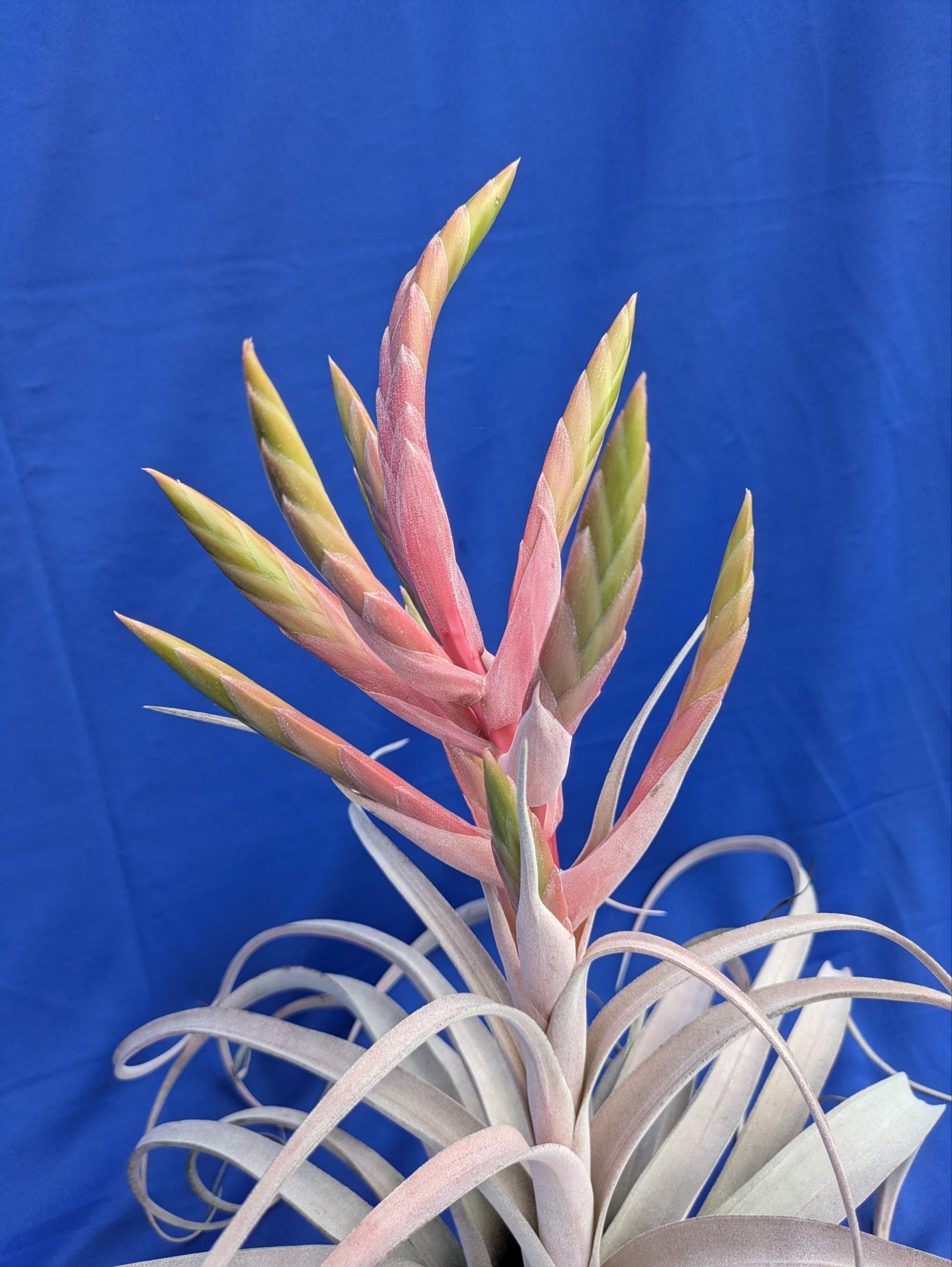 Tillandsia Silverado