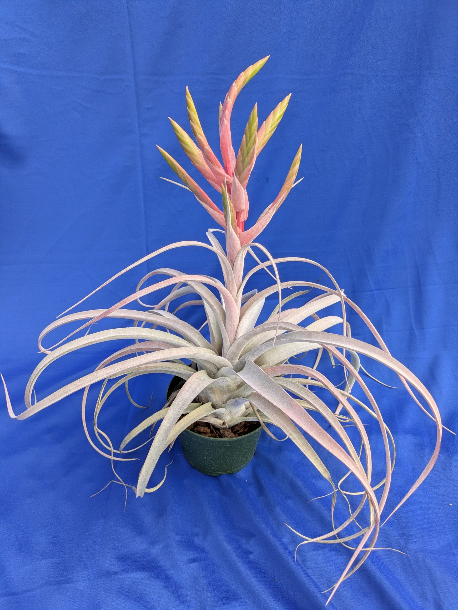 Tillandsia Silverado - Image 4