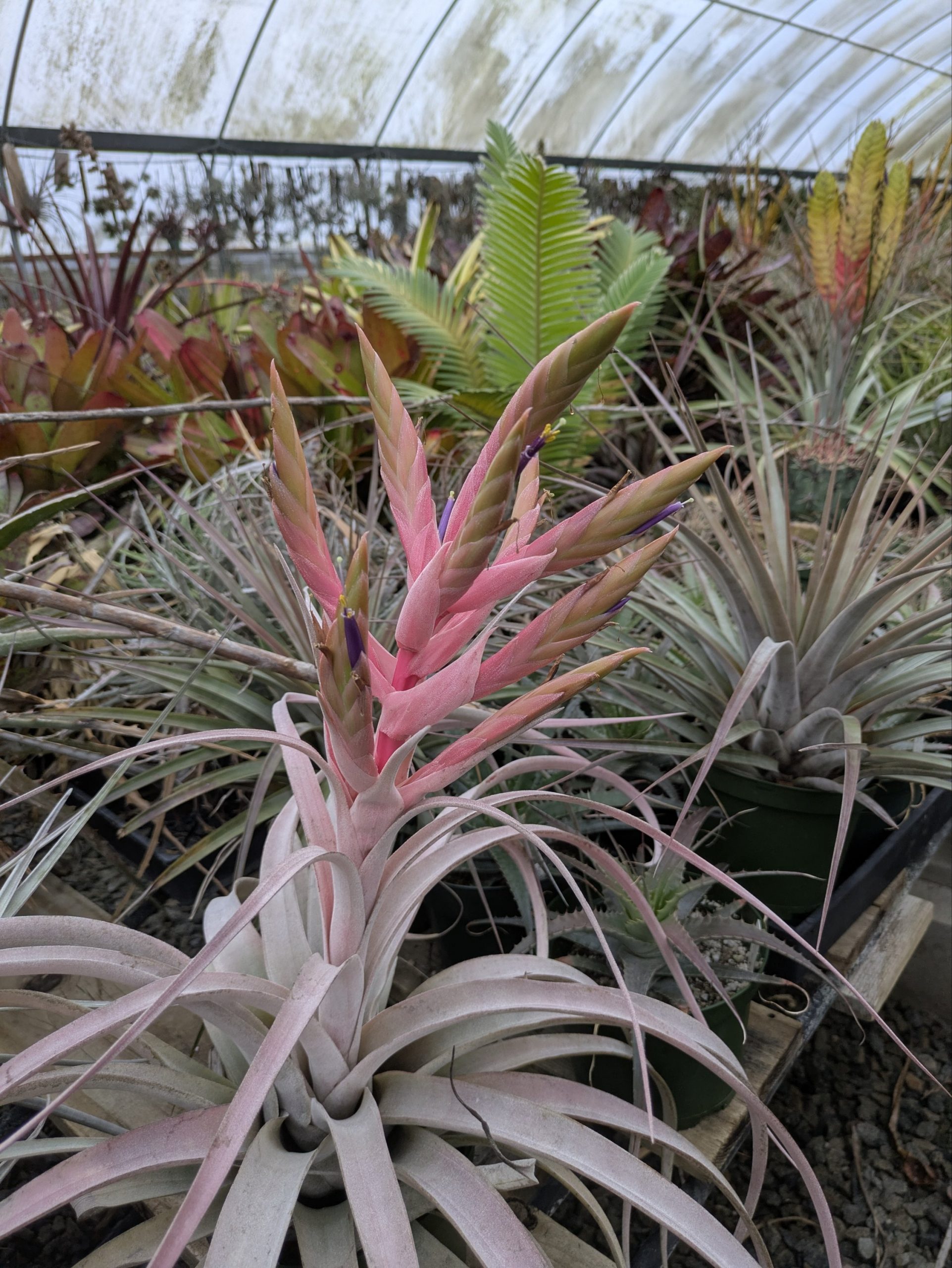 Tillandsia Silverado - Image 5