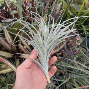 Tillandsia milagrensis