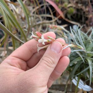 Tillandsia Chameleon