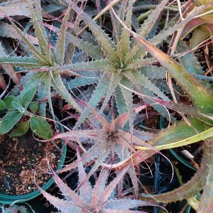 Deuterocohnia aff longipetala 'stolons'