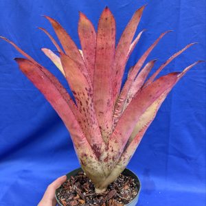 Aechmea Freckles