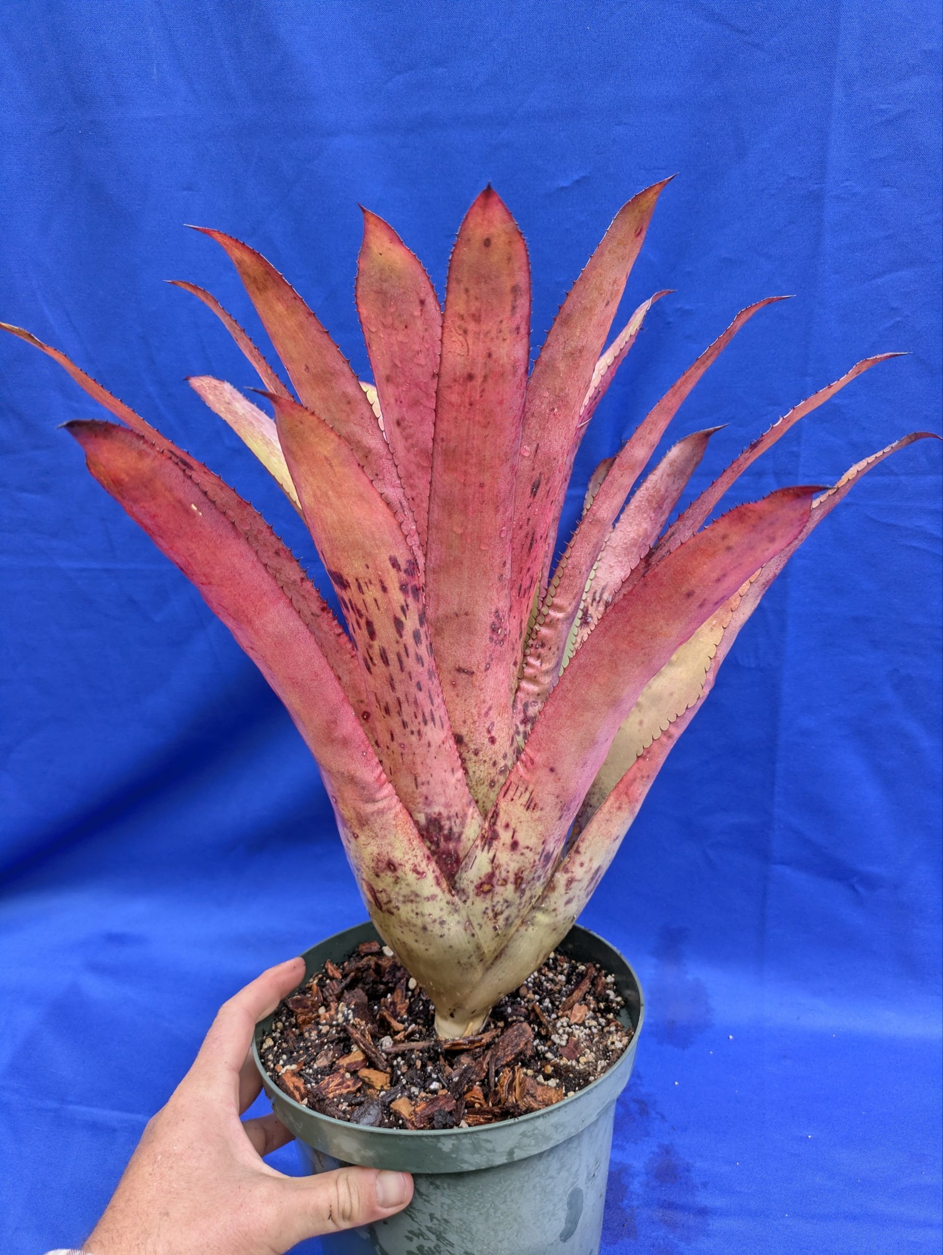 Aechmea Freckles