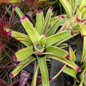 Neoregelia Jaline