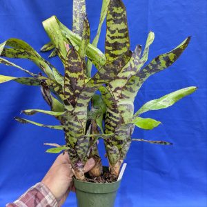 Canmea Black Sands F2