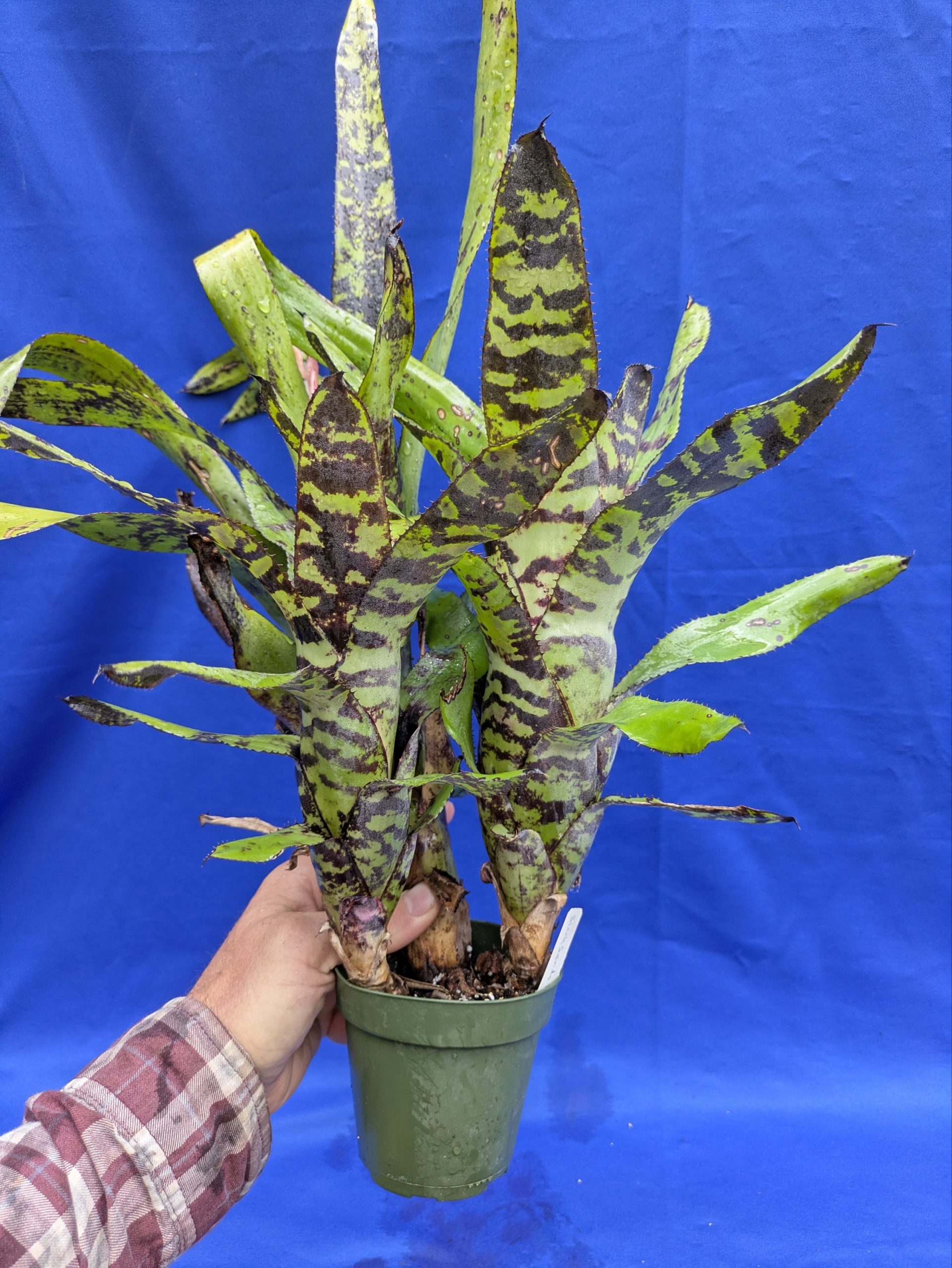 Canmea Black Sands F2