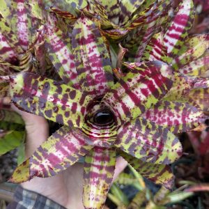 Neoregelia Moondust