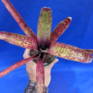 Neoregelia maculata