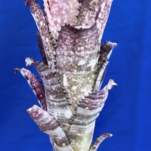 Billbergia Domingos Martins x elegans