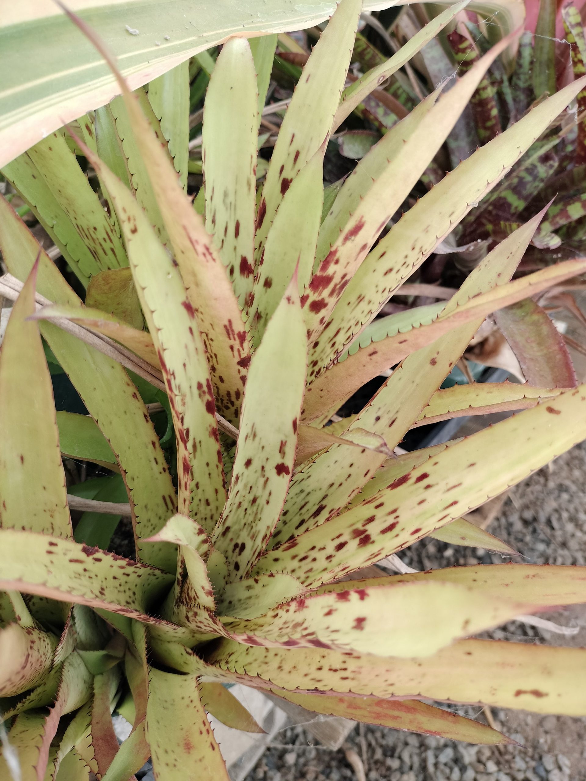 Aechmea Freckles - Image 4
