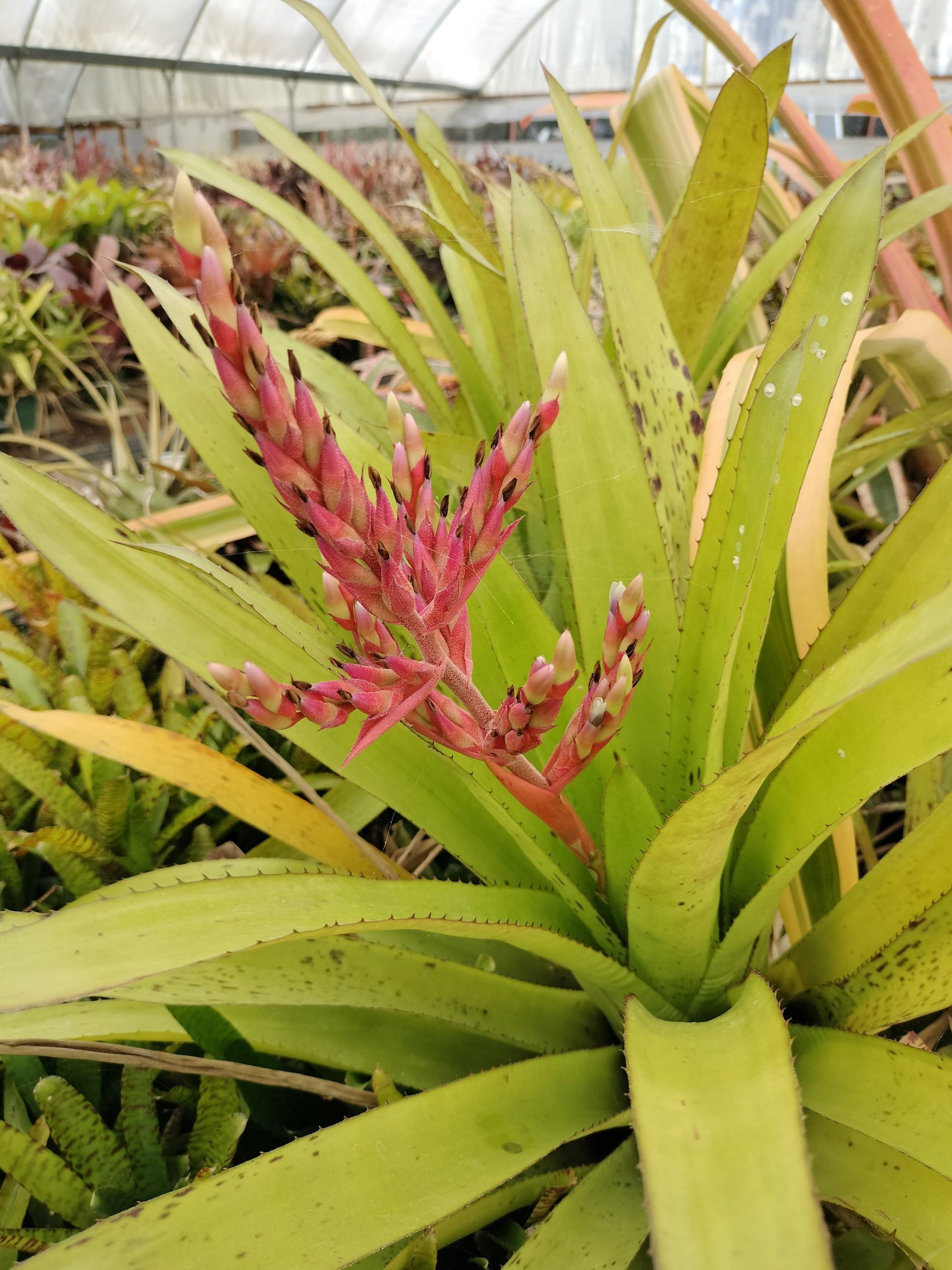 Aechmea Freckles - Image 3