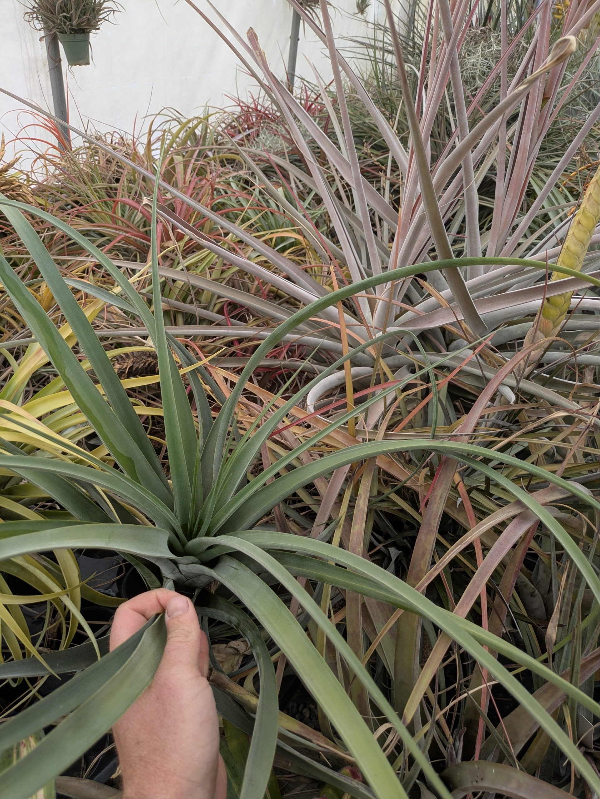 Tillandsia aff guenther-nolleri - Image 6