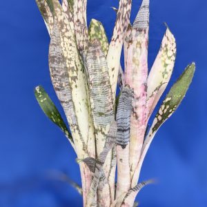 Billbergia #1590 x Pipeline