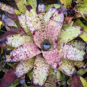 Neoregelia Specktickle