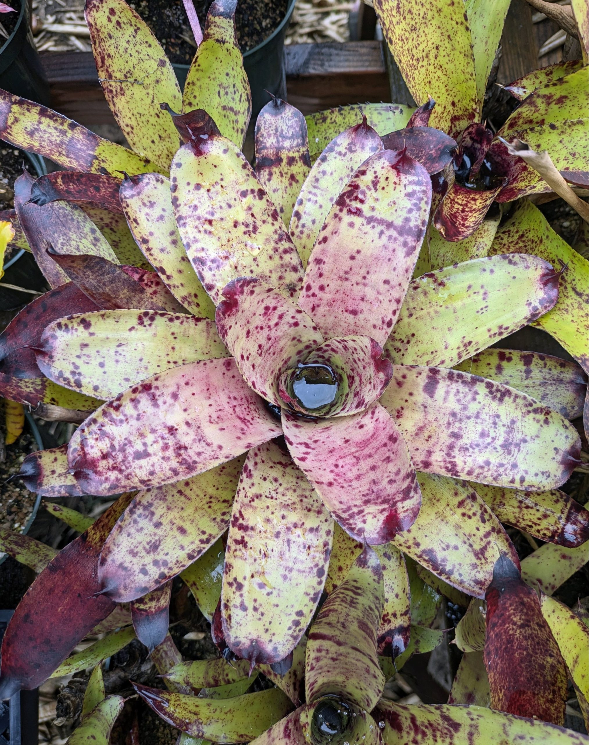 Neoregelia Specktickle