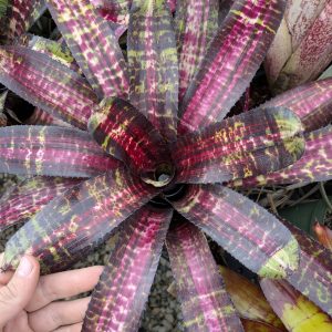 Neoregelia Midnight Fantasy